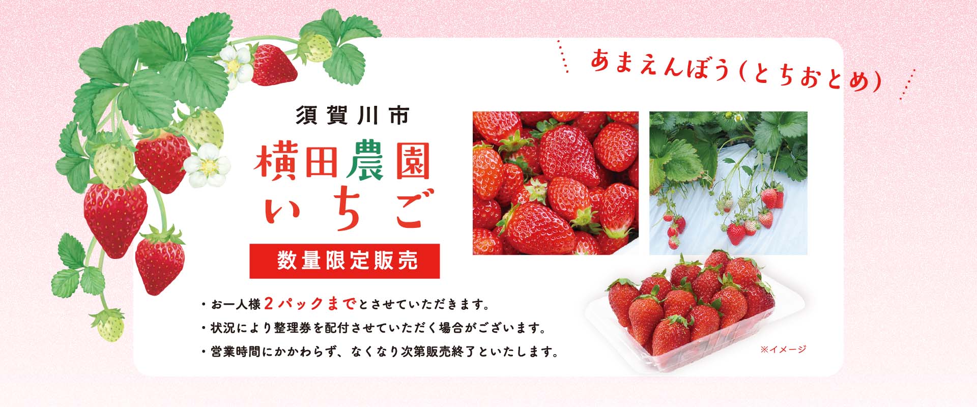 横田農園さんのいちごを限定販売いたします