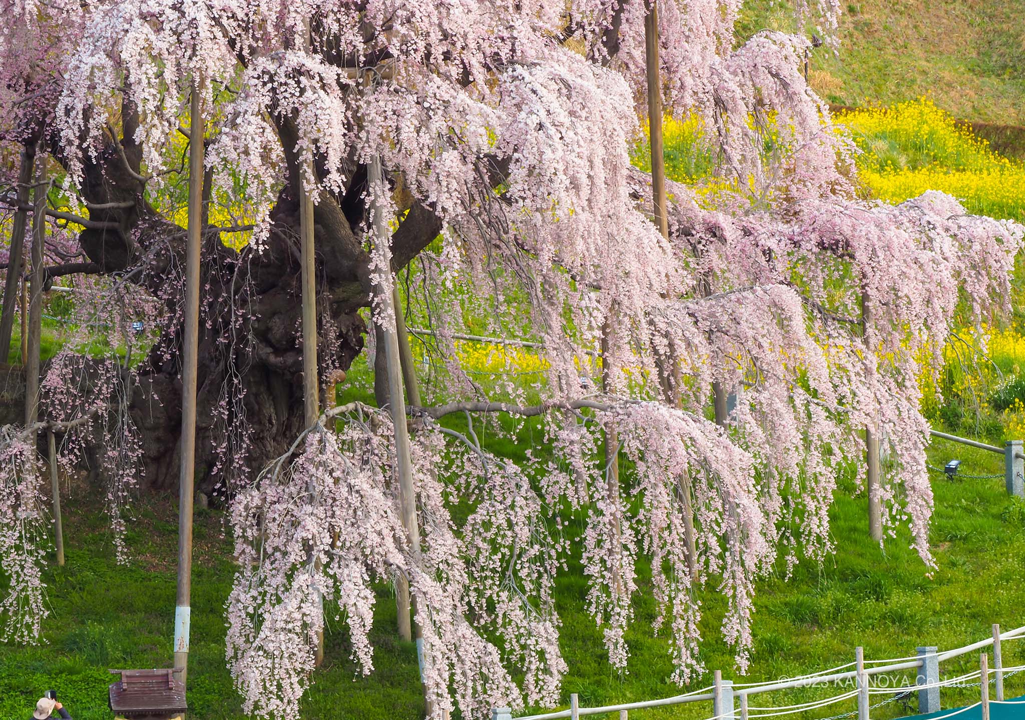 三春滝桜について｜ゆべしのかんのや
